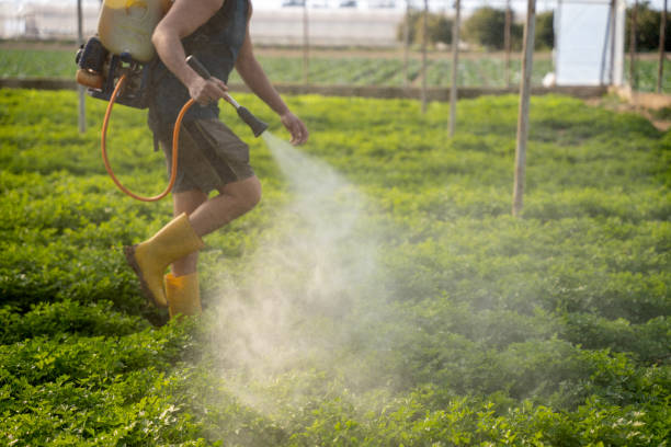 Best Affordable Pest Control Services  in Bayshe, OR