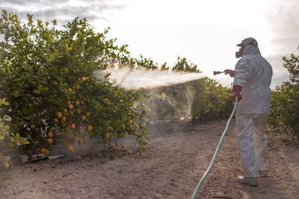 Best Termite Control Services  in Bayshe, OR